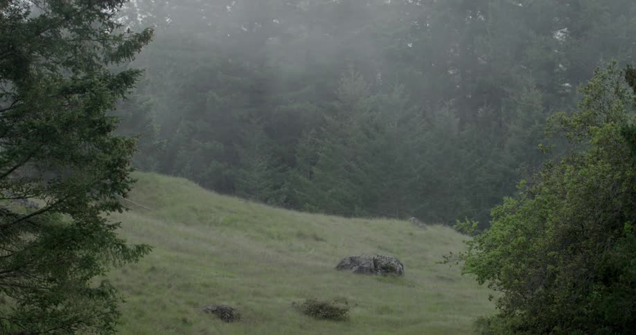 Fog is drifting over a hill and pine trees during the day