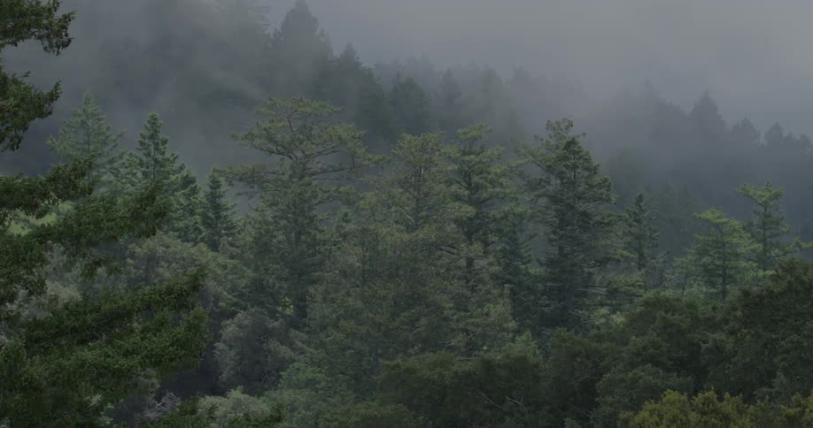 Mist floats over forest trees