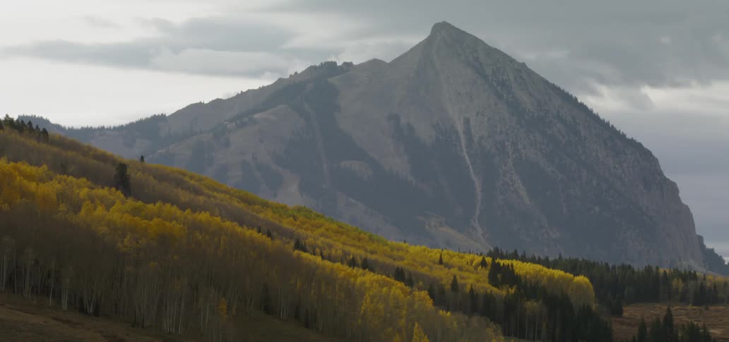 A hillside is covered in yellow trees