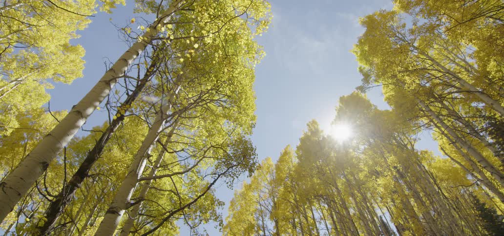 Sunlight shines through aspen trees in fall