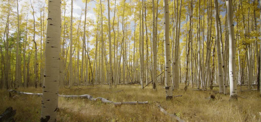 Aspen trees stand in a forest in fall