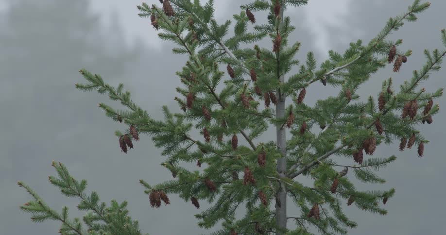 The wind is blowing a pine tree on a foggy day
