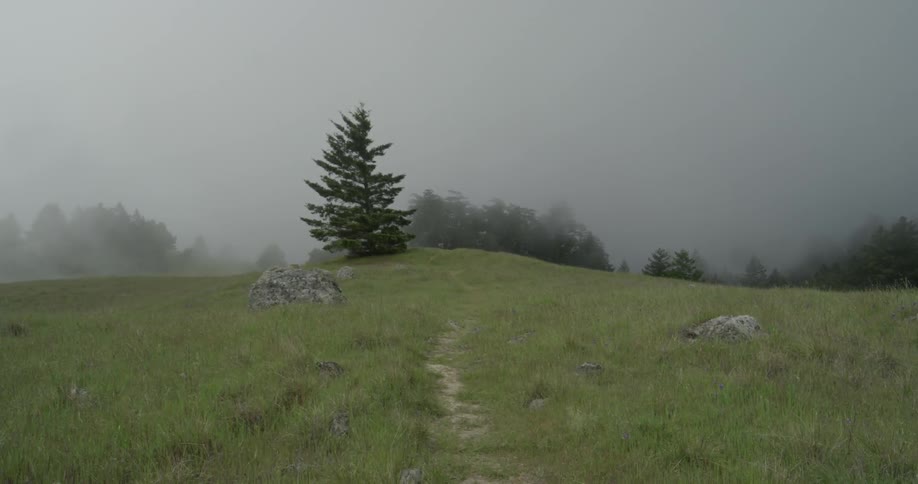 The fog is rolling over the trees on this green hill