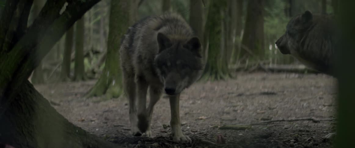Wolves in the woods