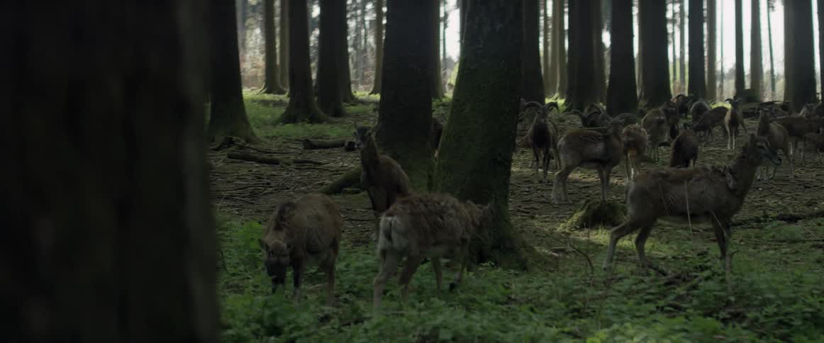The forest is full of deers walking around