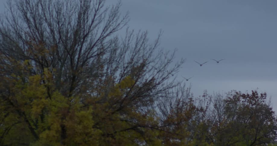 Birds flying over trees on a cloudy day