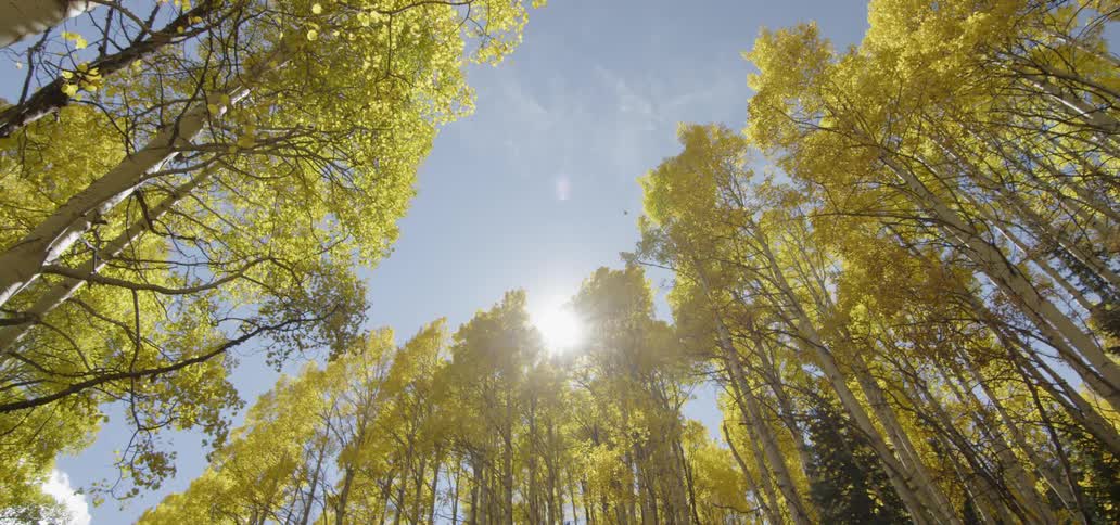 The sun is shining through the tops of birch trees on a windy day