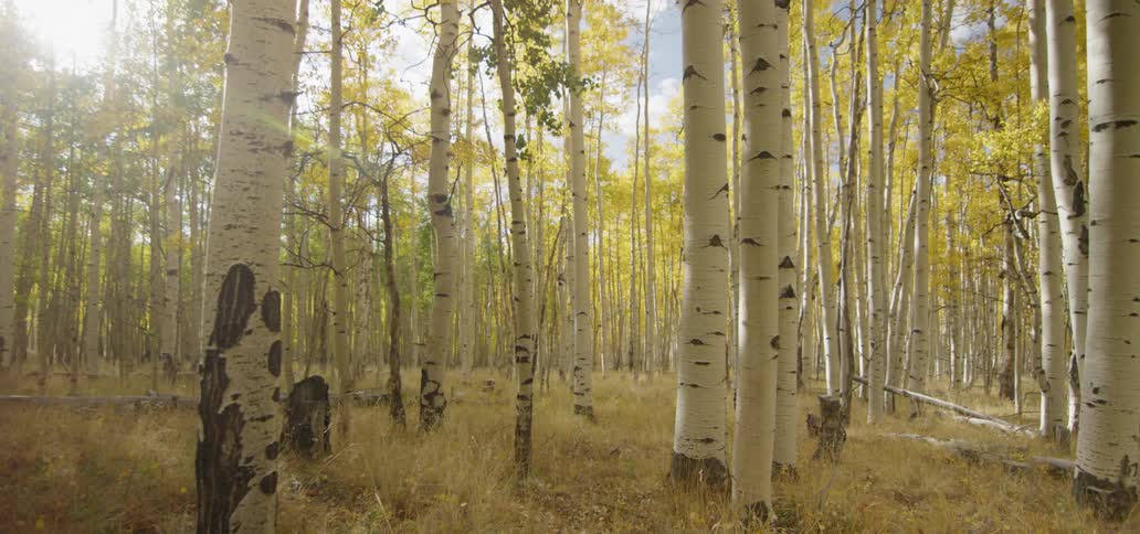 White bark trees are in a forest on a sunny day