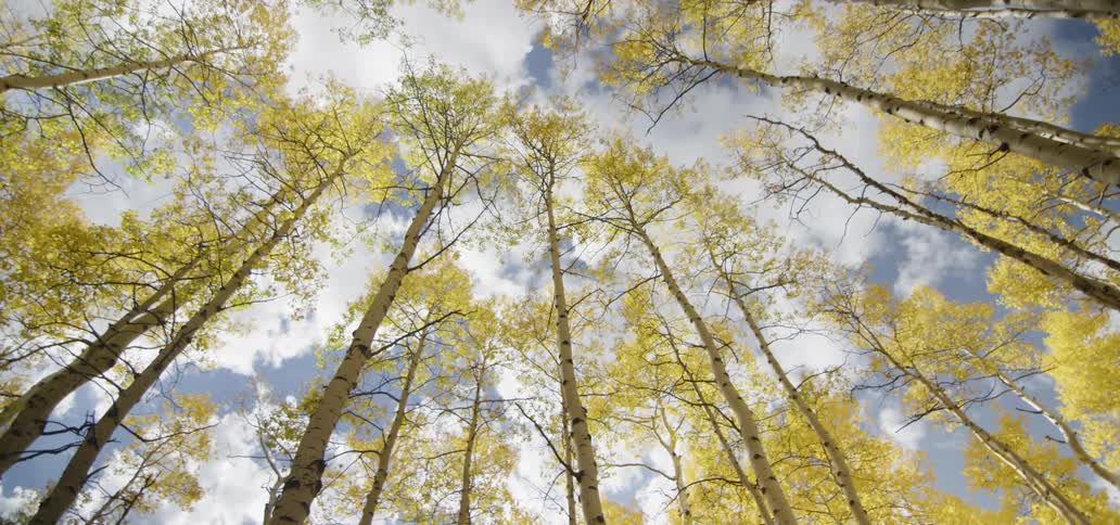 Trees reaching high into the sky on a cloudy day