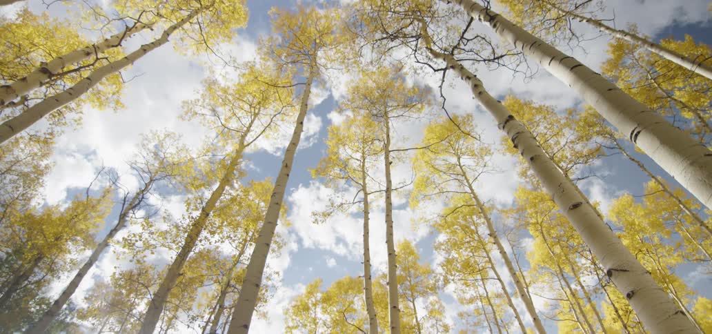 A skinny tree forest