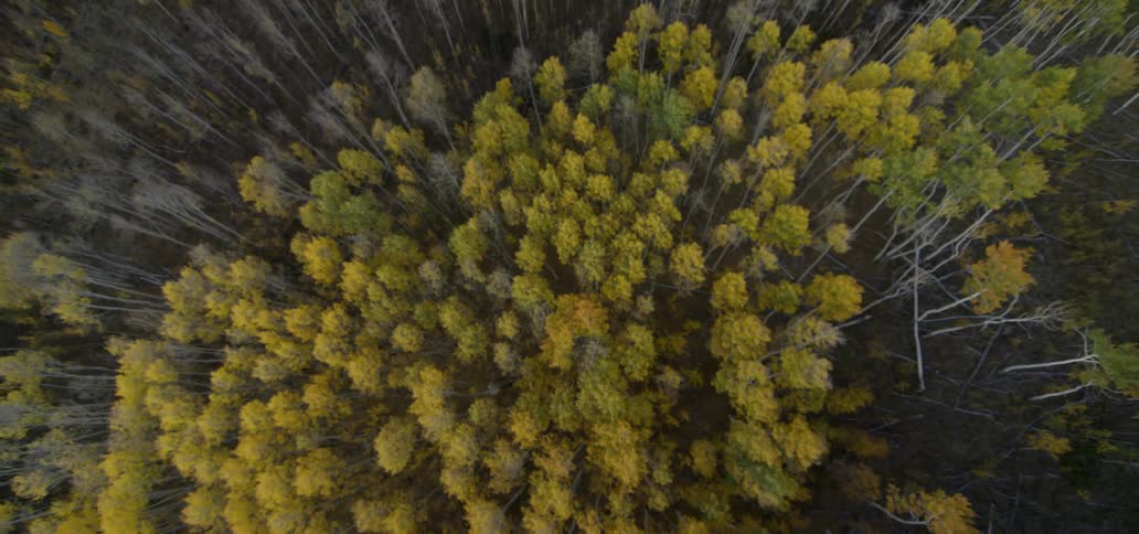 A forest with some bare trees