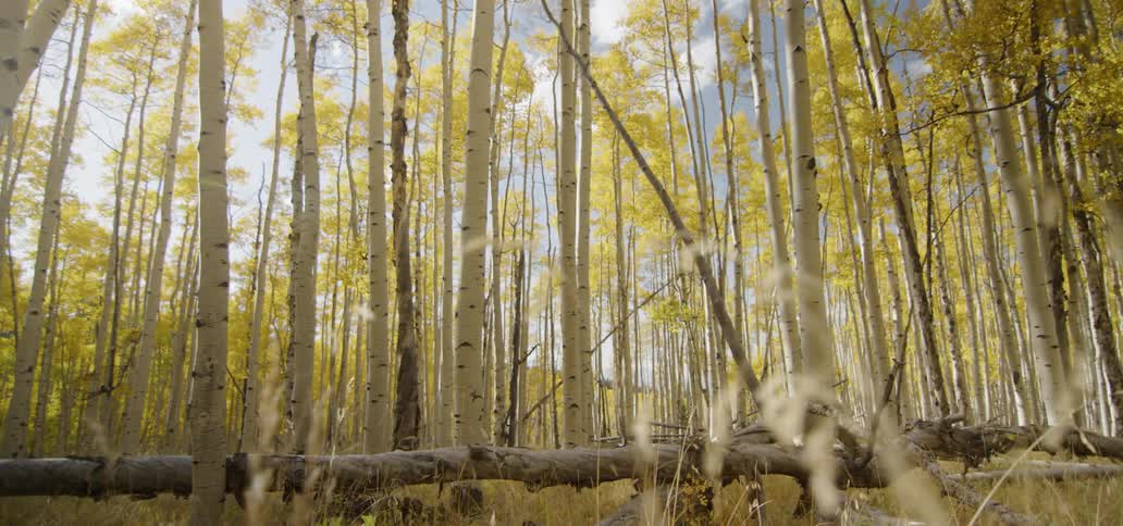 Aspen trees in a forest on a sunny day