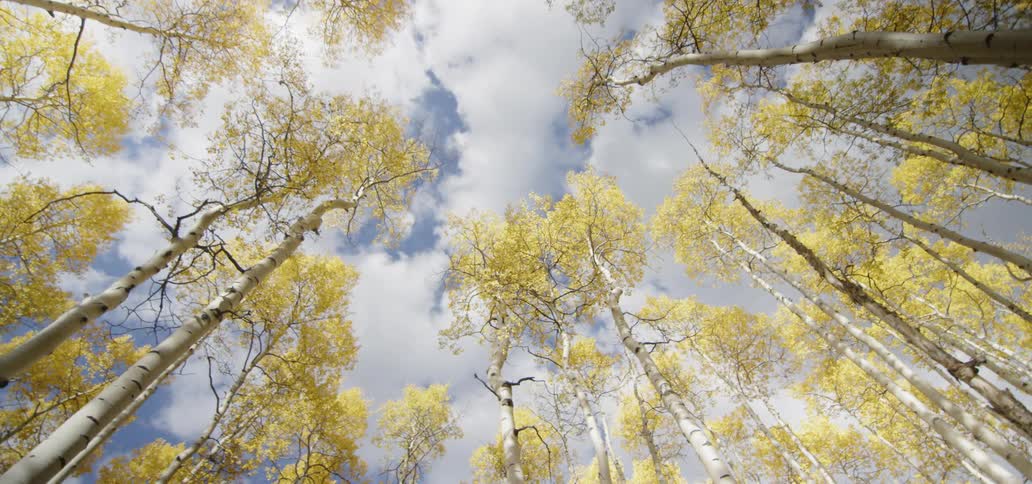 Yellow leaves on white bark trees