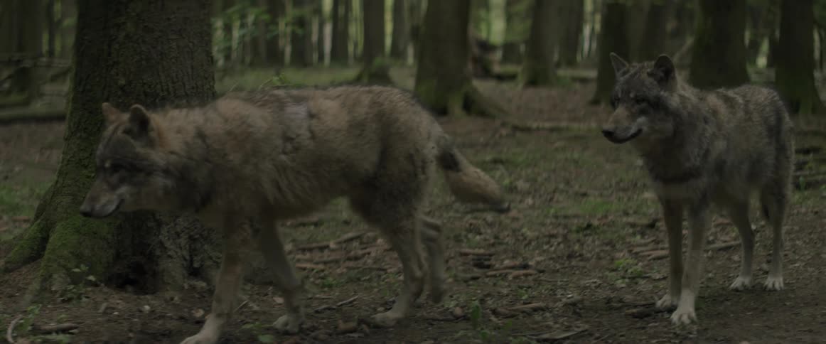 Wolves prowl in a forest