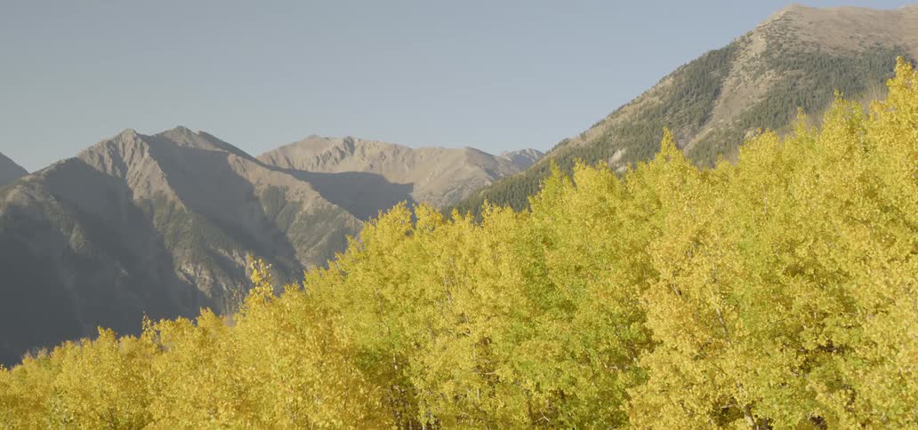 Yellowed trees at the base of a mountain