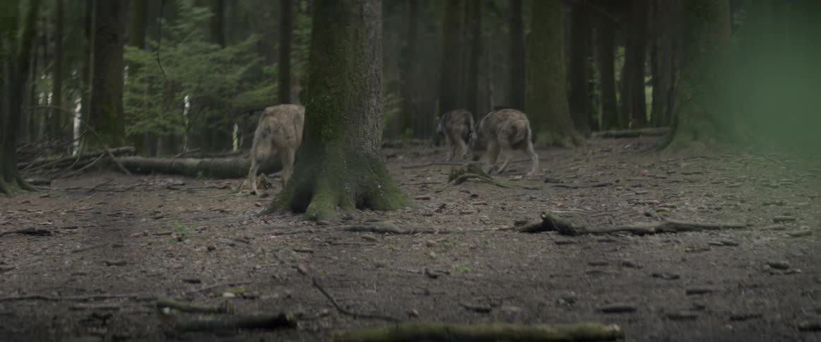 Wolves in the woods