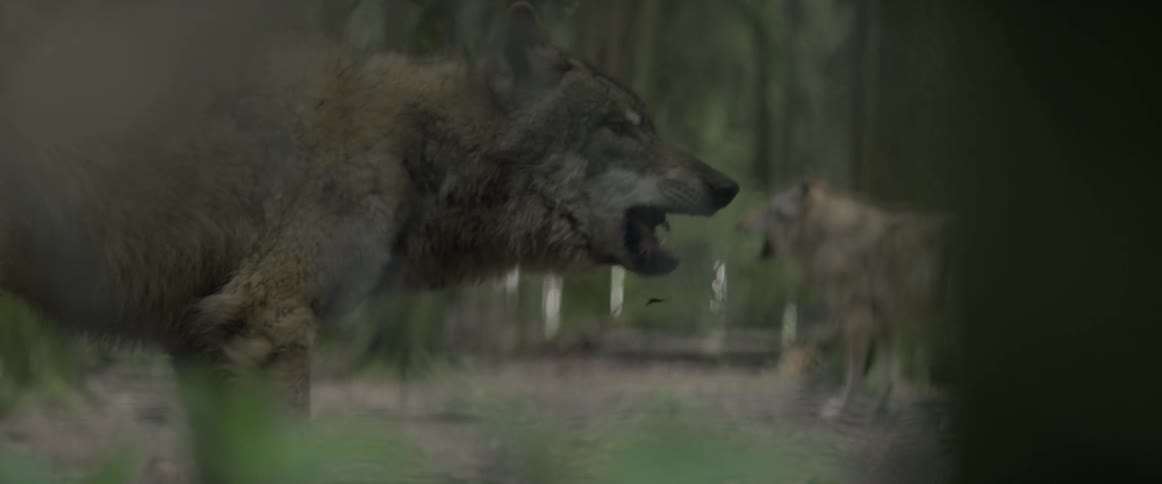 Wolves eating in a forest