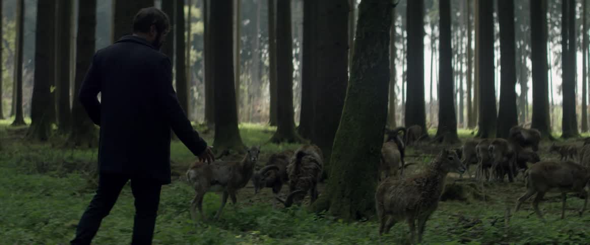 A man approaches a herd of wild sheep in the forest