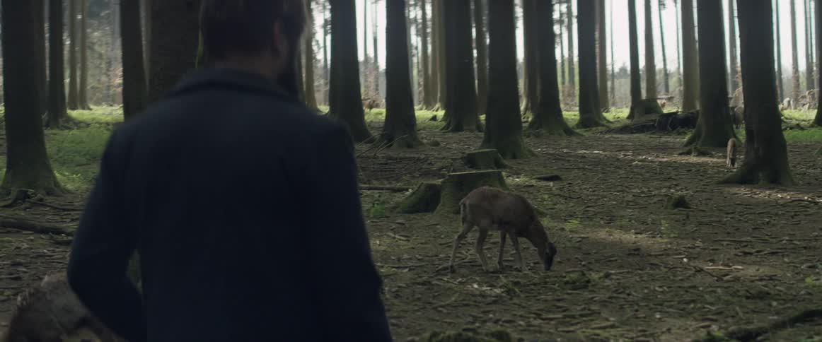A man watches a deer in the forest