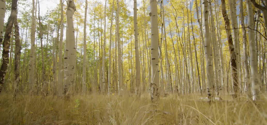 Sunlight shines through aspen trees in fall