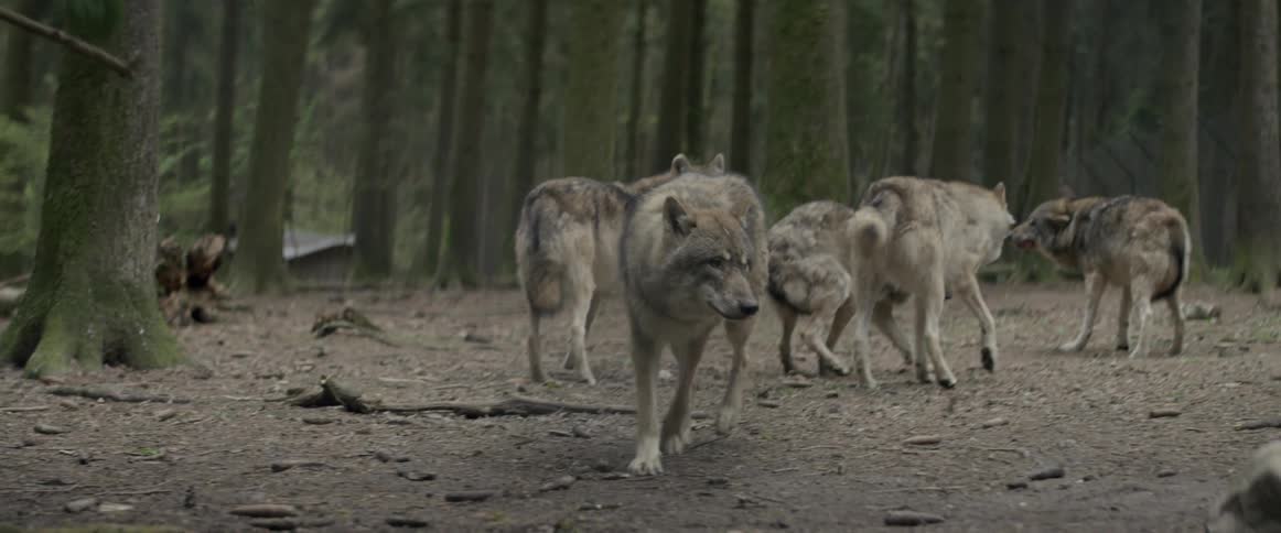 Wolves in the woods