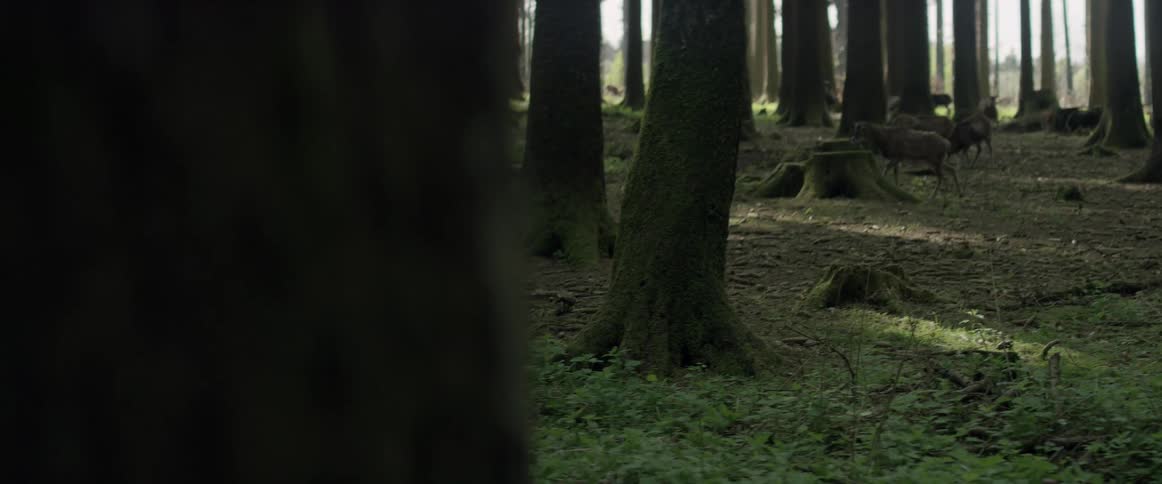 A man watches deer in the woods