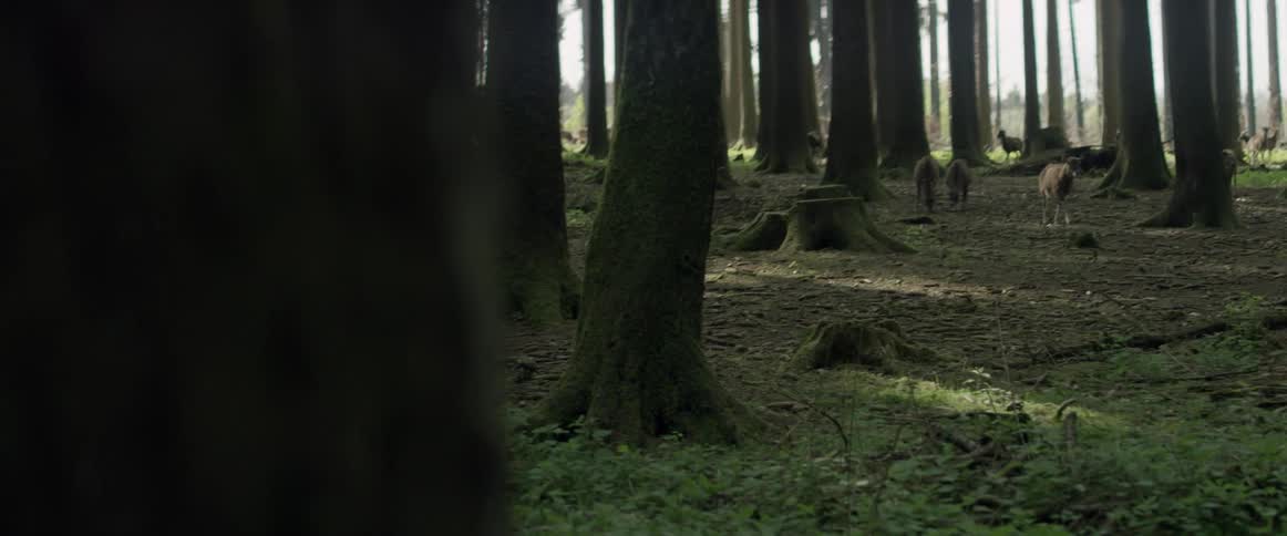 Deer graze in a forest