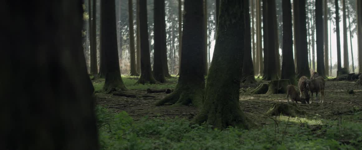 A man stands in the forest