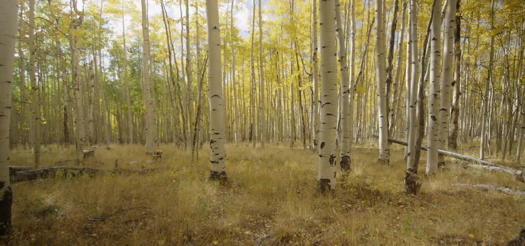 The sun is shining on a forest of birch trees during the day