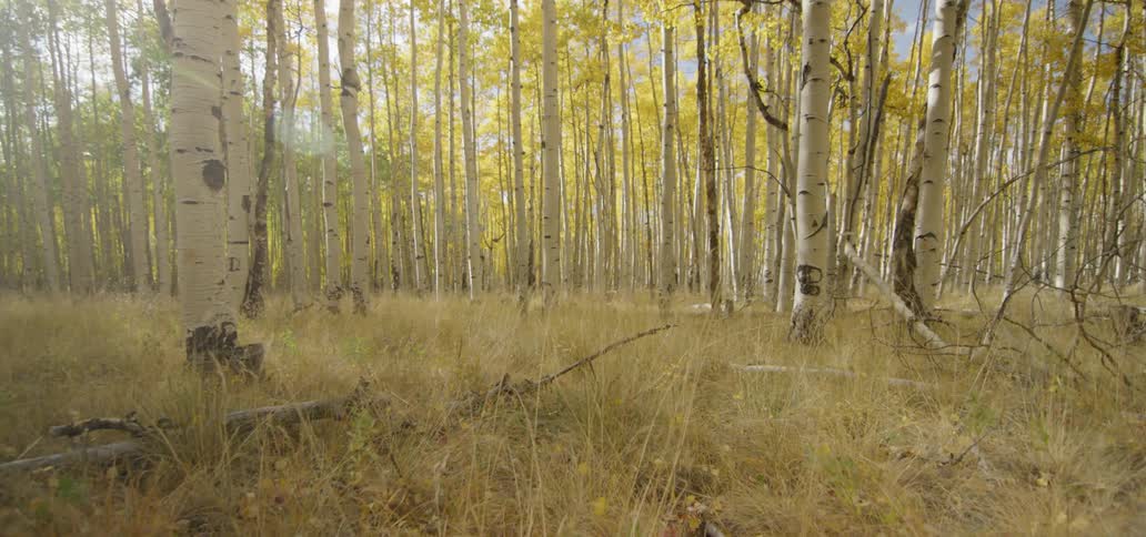 Skinny white bark trees in a forest