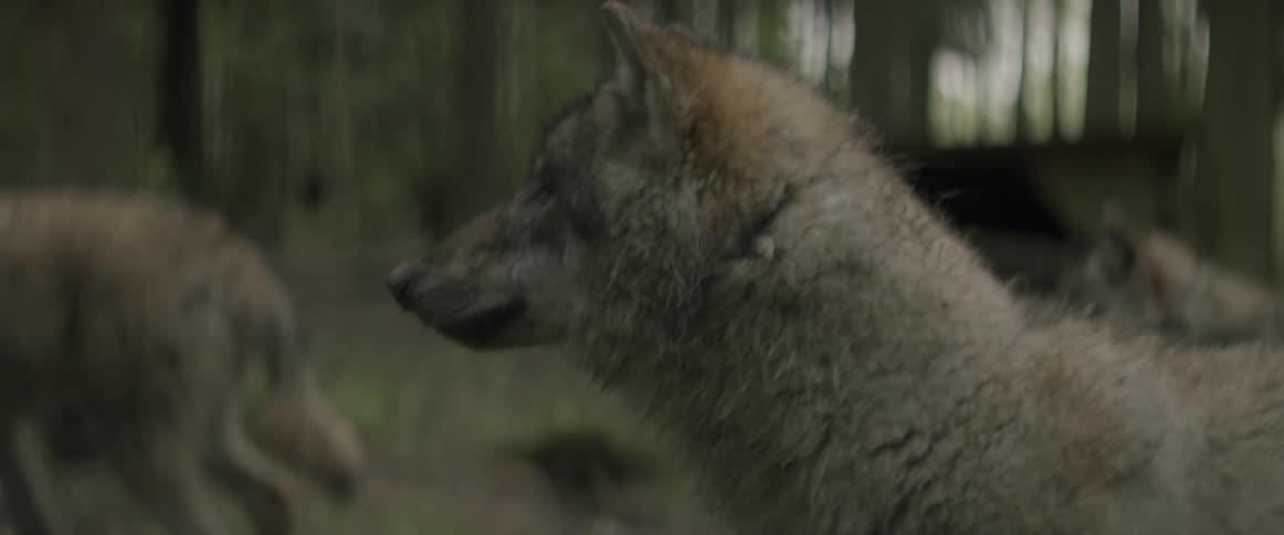 Wolves in the woods