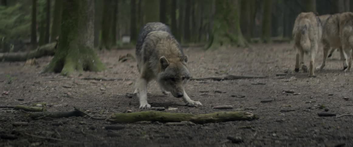 A wolf in a forest with its pack is cautiously sniffing the ground