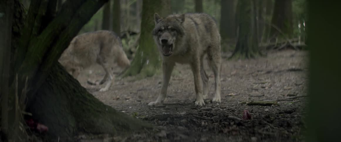 Wolves eating in the forest