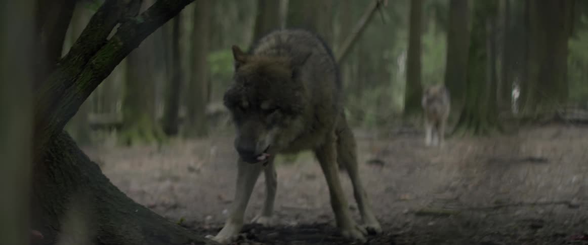A wolf eats in a forest