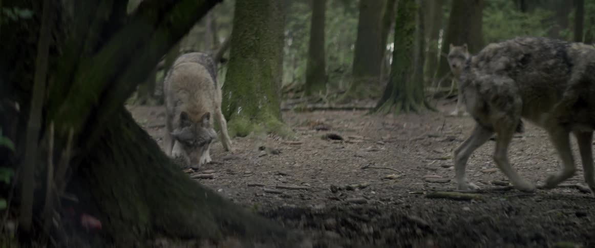 Wolves prowl in a forest