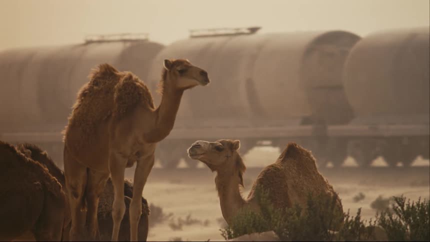 The camels are resting by the moving train