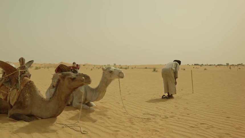 Saddled camels kneel in the sand while a man prays