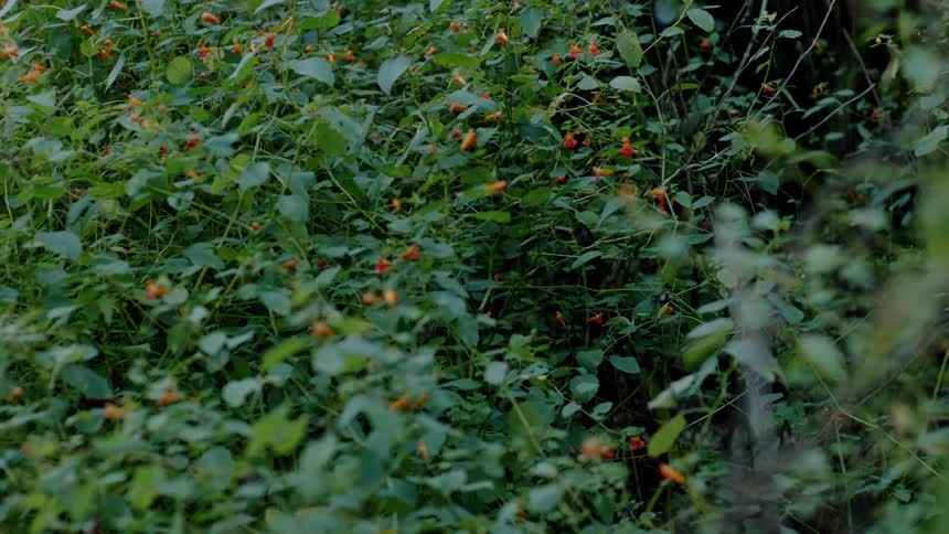 A bird lands on a berry bush
