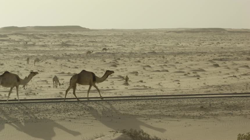 Camels walk in a desert