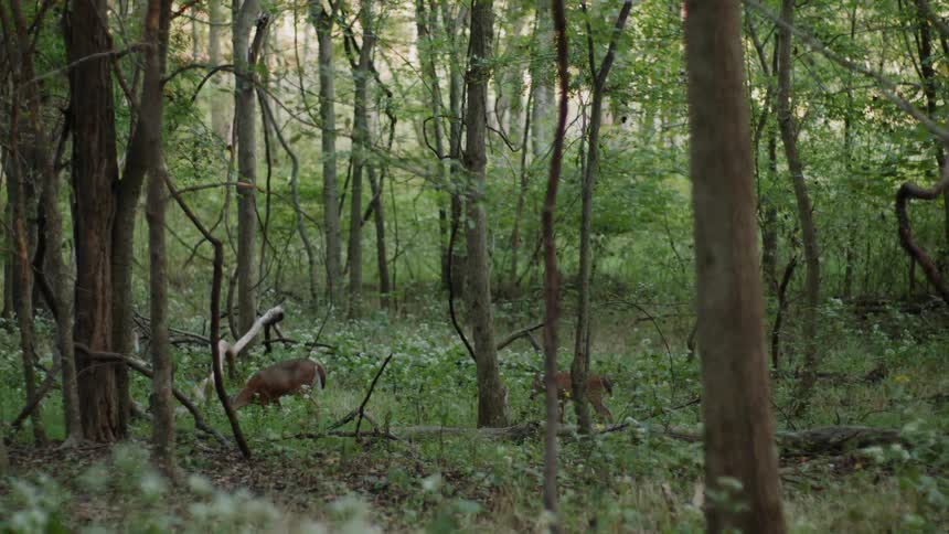 Deer graze in a forest