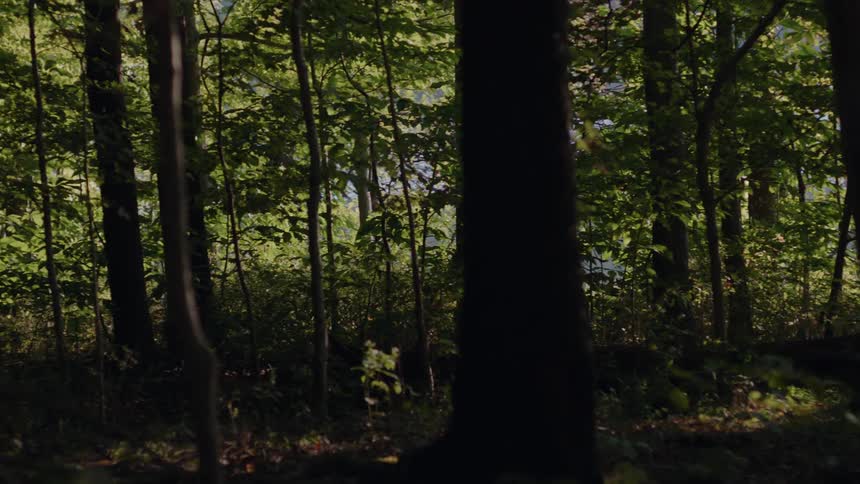 Deer run through a forest