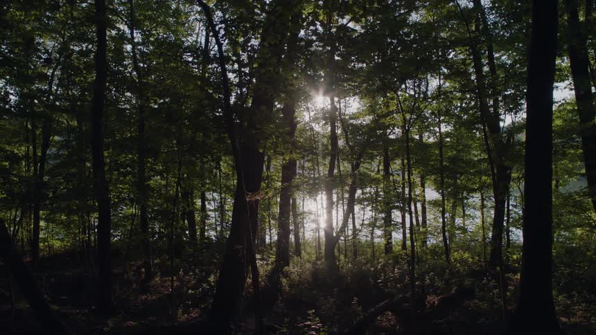The sun is shining through forest trees