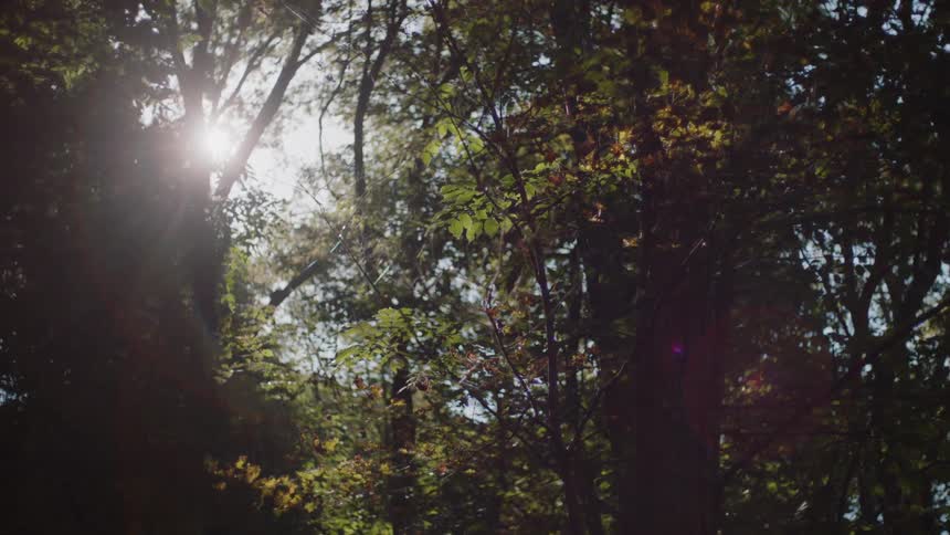 Sunlight filtering through tree leaves