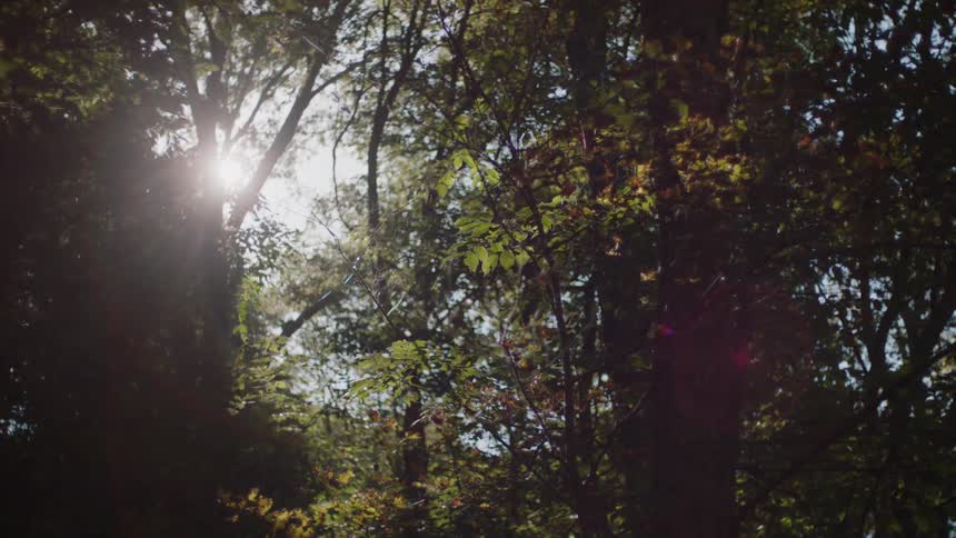Sunlight shines through forest trees