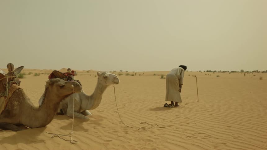 A bedouin man is beginning his prayers as he stands near two camels in the desert