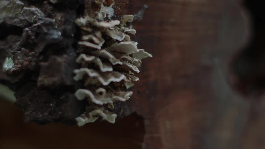 Fungus grows on the trunk of a tree