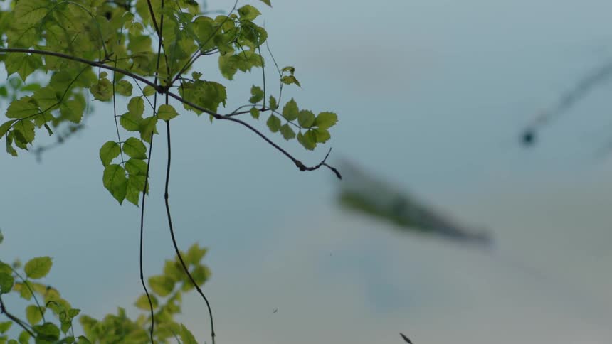 The small branch is floating in the water