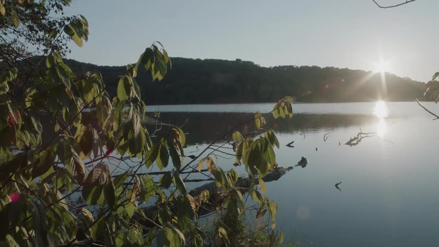 Downed trees lie in the water of a lake on a sunny day