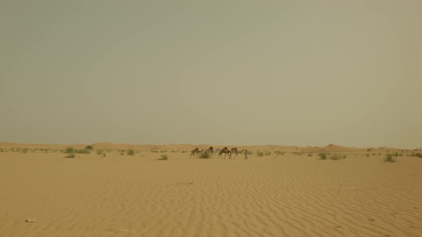 People with camels walking on a desert on a clear day