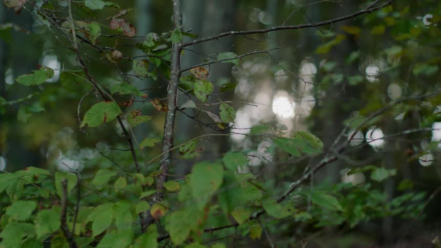 Green leaved trees are viewed at dusk
